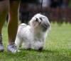 JCH SK Dancy White Carpathians Pearl  