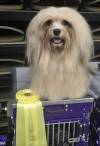 GCH CH Rosegold N Lordocs Ruby's Tik Tok